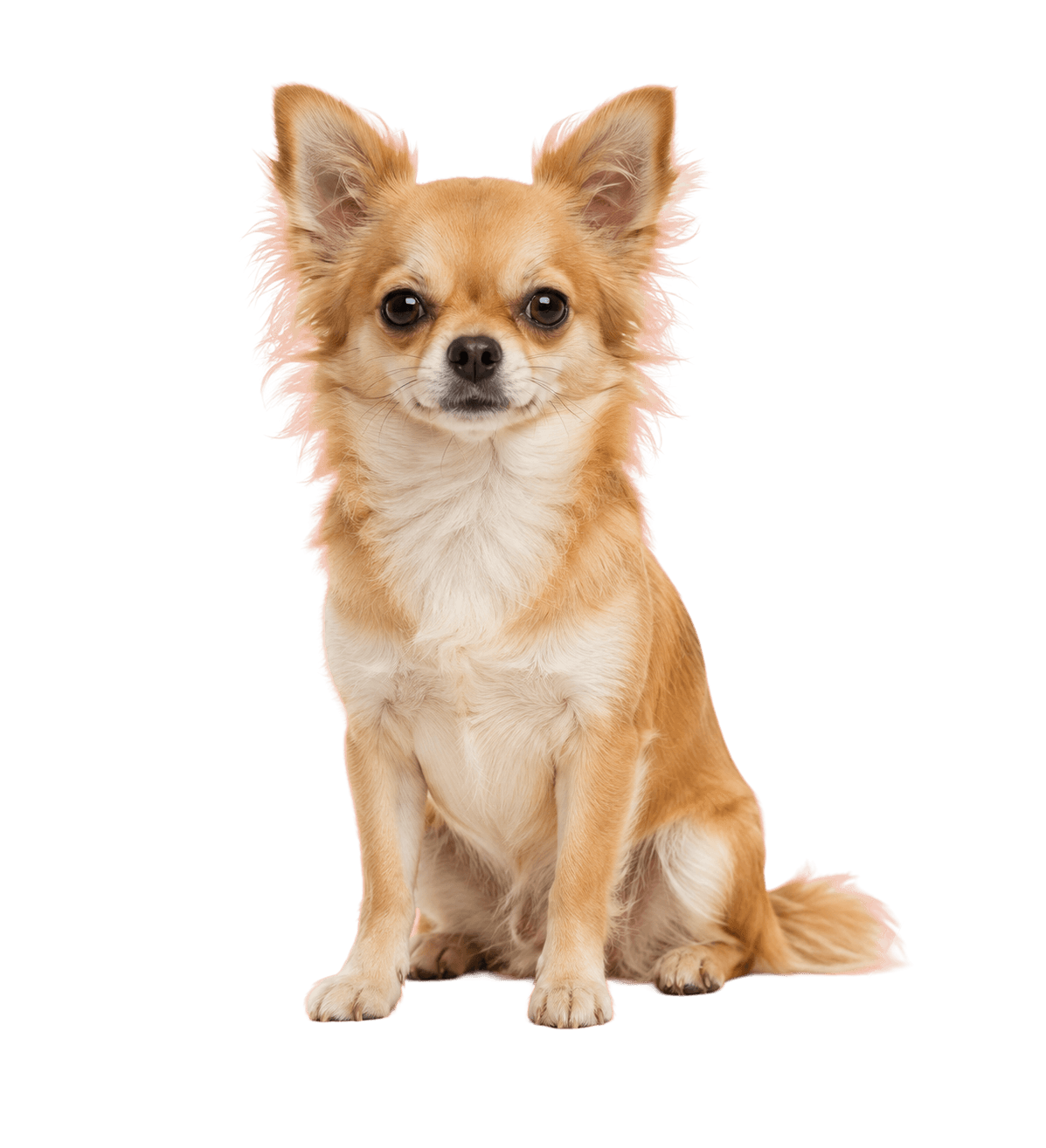 Cachorro