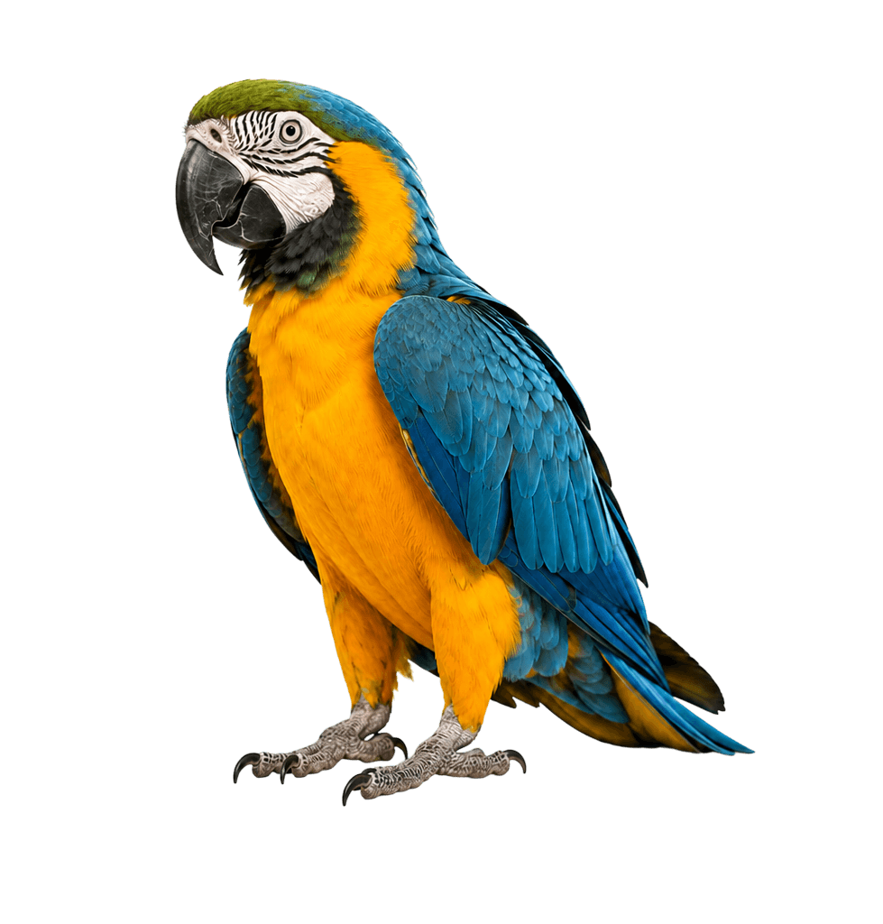 Papagaio
