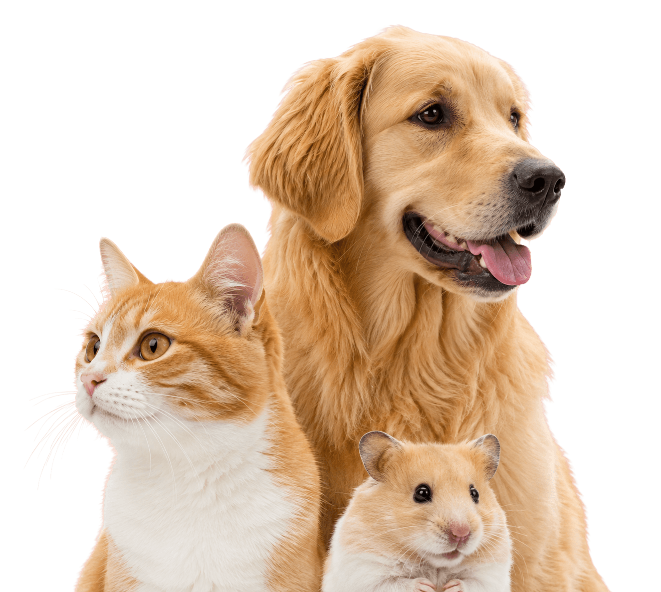Cachorro, gato e hamster